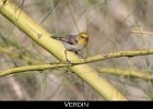055 - 676 Verdin