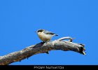 057 - 680 Pygmy Nuthatch