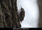 058 - 682 Brown Creeper