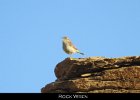 059 - 684 Rock Wren