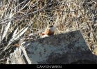 059 - 685 Canyon Wren