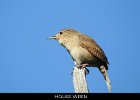 059 - 689 House Wren