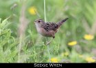 059 - 692 Sedge Wren