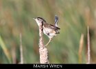 059 - 693 Marsh Wren