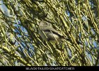 063 - 710 Black-tailed Gnatcatcher