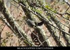 063 - 711 Black-capped Gnatcatcher