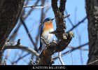 065 - 726 Eastern Bluebird