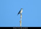 065 - 728 Mountain Bluebird