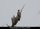 065 - 729 Townsend's Solitaire