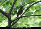 065 - 734 Gray-cheeked Thrush