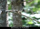 065 - 735 Bicknell's Thrush