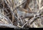 065 - 737 Hermit Thrush