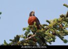 065 - 748 American Robin