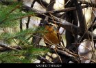 065 - 750 Varied Thrush