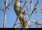 067 - 757 Brown Thrasher