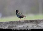 068 - 765 European Starling