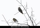 071 - 778 Bohemian Waxwing
