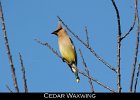 071 - 779 Cedar Waxwing