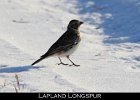 074 - 783 Lapland Longspur