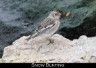 074 - 787 Snow Bunting