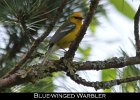 075 - 790 Blue-winged Warbler