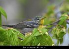 075 - 799 Northern Parula