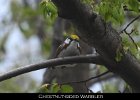 075 - 802 Chestnut-sided Warbler