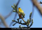 075 - 804 Cape May Warbler