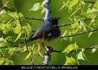 075 - 805 Black-throated Blue Warbler