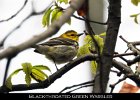 075 - 809 Black-throated Green Warbler