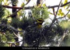 075 - 810 Townsend's Warbler