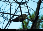075 - 815 Pine Warbler
