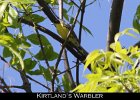 075 - 816 Kirtland's Warbler