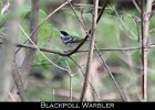 075 - 820 Blackpoll Warbler