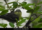075 - 821 Cerulean Warbler
