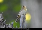075 - 825 Worm-eating Warbler