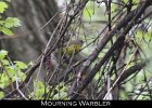 075 - 832 Mourning Warbler