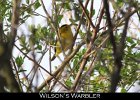 075 - 837 Wilson's Warbler