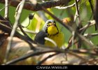 075 - 838 Canada Warbler