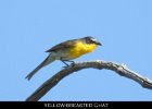 075 - 845 Yellow-breasted Chat