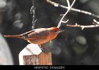 077 - 847 Hepatic Tanager