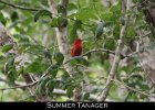 077 - 848 Summer Tanager