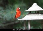077 - 849 Scarlet Tanager