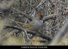 078 - 857 Green-tailed Towhee