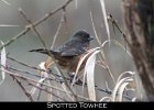 078 - 858 Spotted Towhee
