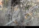 078 - 861 Canyon Towhee