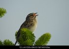 078 - 870 Clay-colored Sparrow