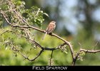078 - 872 Field Sparrow