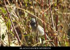078 - 874 Black-chinned Sparrow