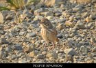 078 - 875 Vesper Sparrow